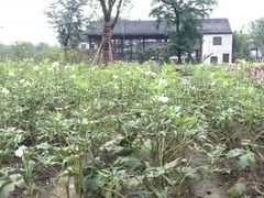 -田园东方蜜桃村的田野营地