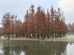 -白鹭湾湿地公园