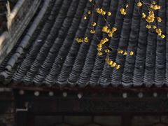 -西安大兴善寺