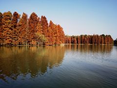 -上海海湾国家森林公园