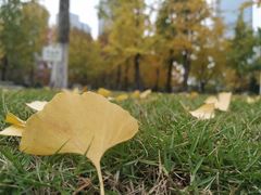 -重庆市江北嘴中央商务区中央公园