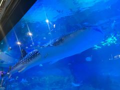 -烟台海昌鲸鲨海洋公园