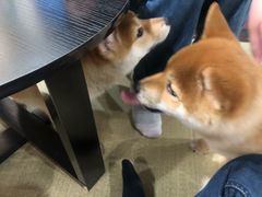 -逗柴咖啡屋·狗咖猫咖宠物桌游