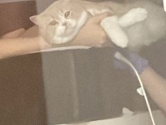 -艾贝尔宠物医院·24H转诊中心·肿瘤猫专科(江宁双龙店)