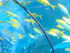 -太平洋海底世界