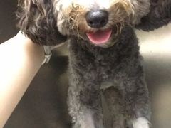 -安安宠医·安宠宠物医院