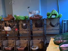 -Cappucimeow猫咪咖啡馆(韦伯时代店)