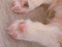 -浣熊柯尔鸭土拨鼠·电玩咖