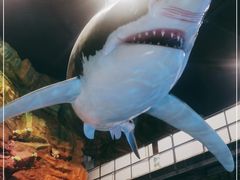 -青岛嘉年华主题乐园