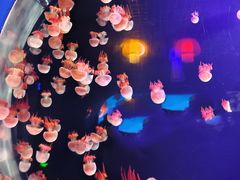 -太平洋海底世界