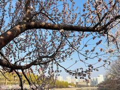 -桃花堤公园