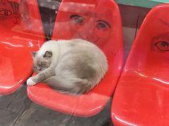 -猫咪博物馆(顶澳仔猫街店)