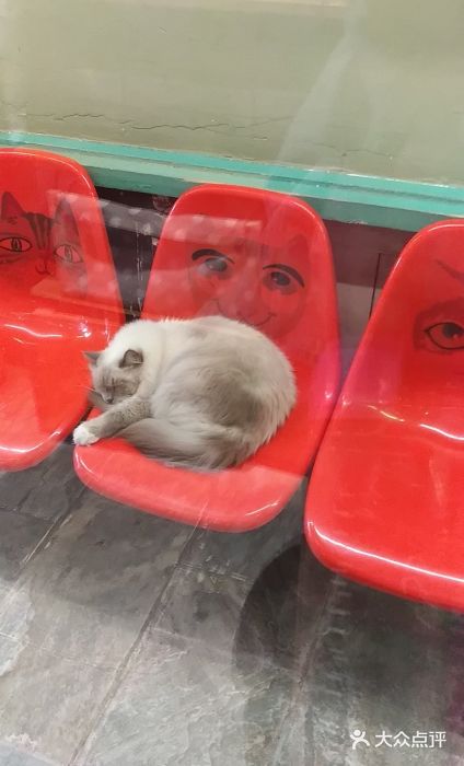 猫咪博物馆(顶澳仔猫街店)图片