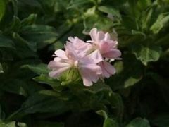 -黑河国家森林公园