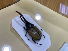 -上海昆虫博物馆