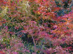 -莲花岛景区