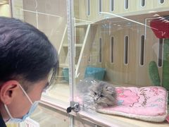 -momokira米努特·德文卷毛猫·棉花面纱犬