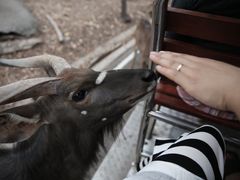 -清迈夜间动物园