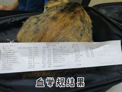 -瑞派紫金宠物医院24小时·骨科·中兽医·重症转诊中心(番禺大石院)