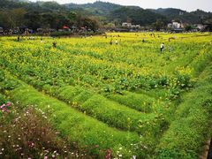 -红山村