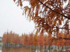 -白鹭湾湿地公园