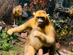 -陕西自然博物馆