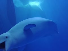 -多彩贵州城极地海洋世界