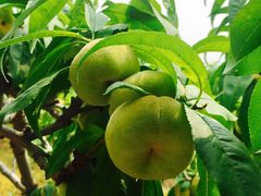 -万源龙顺度假庄园生态观光园