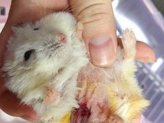 -爱侣宠医·鹦鹉专科·小型哺乳类·异宠专科(灵石路店)