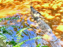-海南热带野生动植物园