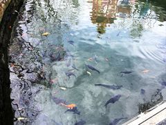 -趵突泉景区