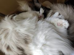 -滚猫咖啡·猫咖·猫友好撸猫(未来城店)