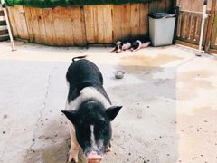 -前小桔亲子创意农场·草莓采摘·露营烧烤