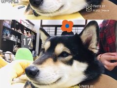 -逗柴咖啡屋·狗咖猫咖宠物桌游