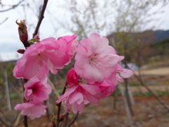 android_upload_pic-天适樱花悠乐园