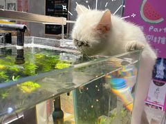 -浣熊柯尔鸭土拨鼠·电玩咖