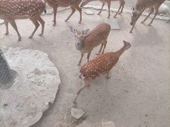 -石家庄市动物园