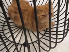 -飞行喵MR PILOT|猫舍·猫咖(静安大融城店)