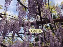 -嘉定紫藤园