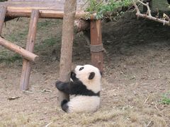 -成都大熊猫繁育研究基地
