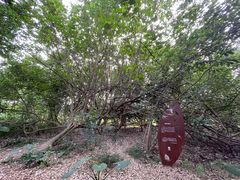 景点-华侨城湿地公园
