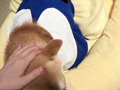 -逗柴咖啡屋·狗咖猫咖宠物桌游