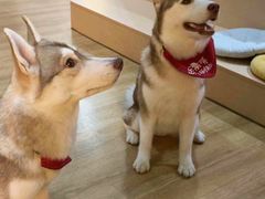 -Husky Go! 哈士奇体验馆·宠物咖啡厅狗咖