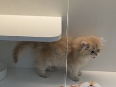 -小猫来了·猫咪专售(红山六九七九店)