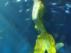 -海棠湾洲际-涛·海底餐厅·美人鱼·自助餐·海底隧道