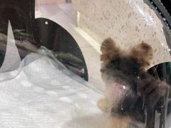 -FAELING PETS美天灵宠物(富力广场店)