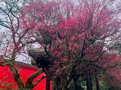 -峨眉山报国寺