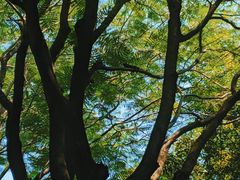 -顺峰山公园