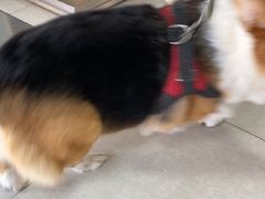 -瑞派福兴宠物医院犬猫全科·骨科·中西医结合(河东店)