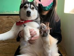 -Husky Go! 哈士奇体验馆·宠物咖啡厅狗咖